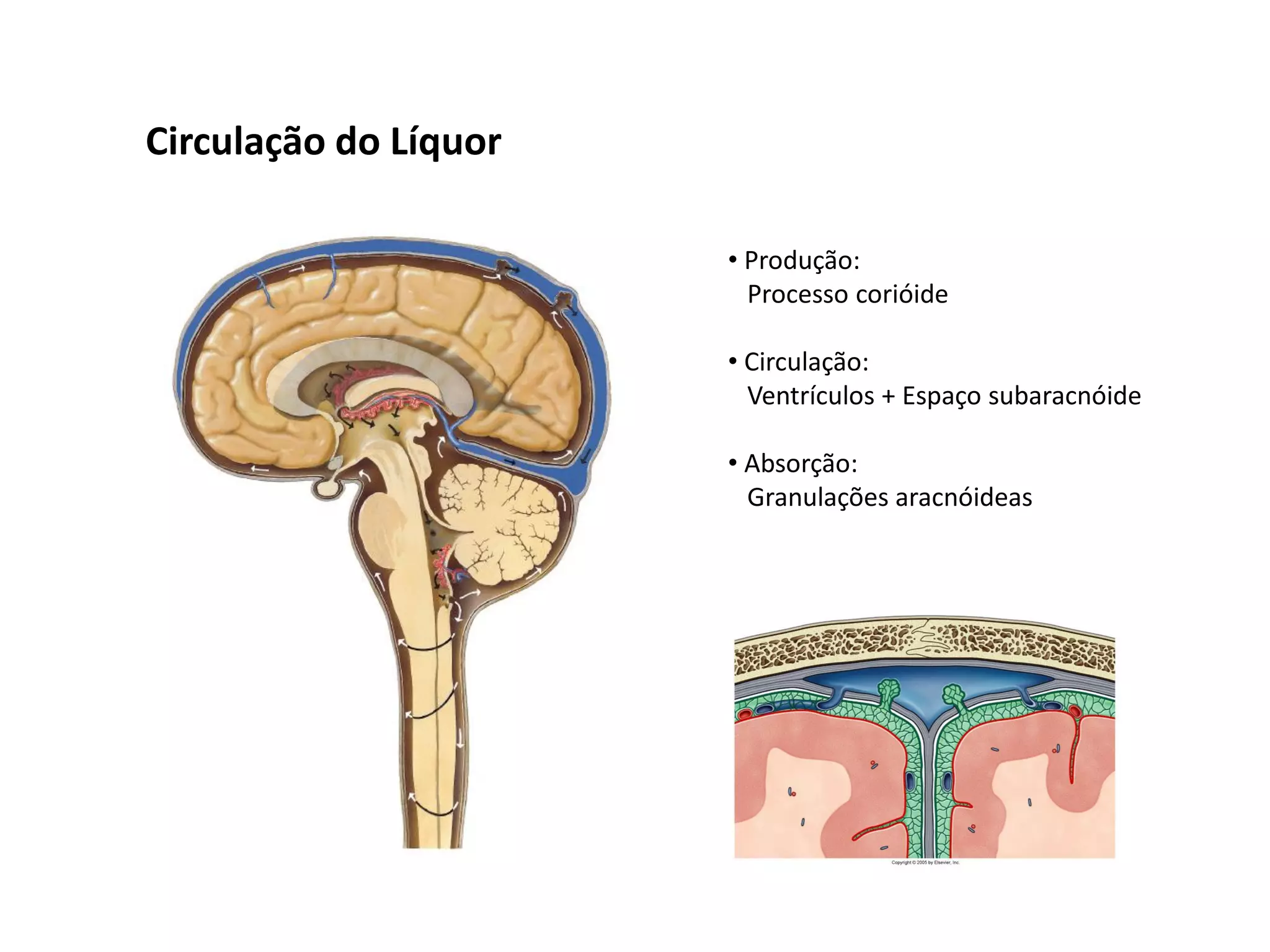 Circulação do Líquor
• Produção:
Processo corióide
• Circulação:
Ventrículos + Espaço subaracnóide
• Absorção:
Granulações aracnóideas
 