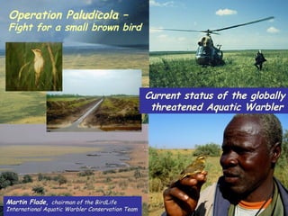 Operation Paludicola –
Fight for a small brown bird




                                                  Current status of the globally
                                                   threatened Aquatic Warbler




Martin Flade, chairman of the BirdLife
International Aquatic Warbler Conservation Team
 