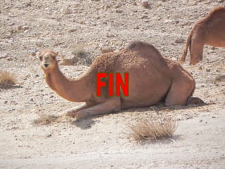 10 11-11 esp-beduinos-2