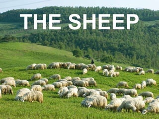 THE SHEEP
 