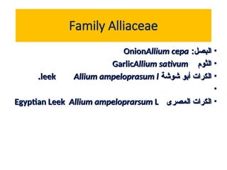 Family Alliaceae
•
:‫البصل‬
:‫البصل‬
Allium cepa
Allium cepa
Onion
Onion
•
‫الثوم‬
‫الثوم‬
Allium sativum
Allium sativum
Garlic
Garlic
•
‫شوشة‬ ‫أبو‬ ‫الكرات‬
‫شوشة‬ ‫أبو‬ ‫الكرات‬
leek
leek Allium ampeloprasum l
Allium ampeloprasum l
.
.
•
•
‫المصرى‬ ‫الكرات‬
‫المصرى‬ ‫الكرات‬
Egyptian Leek
Egyptian Leek Allium ampeloprarsum
Allium ampeloprarsum L
L
 