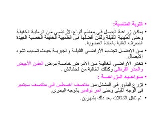 •
:‫المناسبة‬ ‫التربة‬
•
‫ي‬
‫ة‬ ‫الخفيف‬ ‫ة‬ ‫الرملي‬ ‫ن‬ ‫م‬ ‫ى‬ ‫األراض‬ ‫أنواع‬ ‫م‬ ‫معظ‬ ‫ى‬ ‫ف‬ ‫ل‬ ‫البص‬ ‫ة‬ ‫زراع‬ ‫ن‬ ‫مك‬
‫الجيدة‬ ‫الخصبة‬ ‫الخفيفة‬ ‫الطميية‬ ‫هى‬ ‫أفضلها‬ ‫ولكن‬ ‫الثقيلة‬ ‫الطينية‬ ‫وحتى‬
‫العضوية‬ ‫بالمادة‬ ‫الغنية‬ ‫الصرف‬
.
•
‫تشوه‬ ‫بب‬ ‫تس‬ ‫ث‬ ‫حي‬ ‫ة‬ ‫والجيري‬ ‫ة‬ ‫الثقيل‬ ‫ى‬ ‫األراض‬ ‫ب‬ ‫تجن‬ ‫ل‬ ‫األفض‬ ‫ن‬ ‫م‬
.‫األبصال‬
•
‫مرض‬ ‫ة‬ ‫خاص‬ ‫األمراض‬ ‫ن‬ ‫م‬ ‫ة‬ ‫الخالي‬ ‫ى‬ ‫األراض‬ ‫تختار‬
‫بيض‬ ‫األ‬ ‫ن‬ ‫العف‬
‫القرنفلى‬ ‫والجذر‬
. ‫الحشائش‬ ‫من‬ ‫الخالية‬ ‫وكذلك‬
•
: ‫الــزراعــــة‬ ‫مــواعــيـد‬
•
‫ن‬‫م‬ ‫ل‬‫المشت‬ ‫ى‬‫ف‬ ‫البذور‬ ‫تزرع‬
‫بتمبر‬‫س‬ ‫ف‬‫منتص‬ ‫ى‬‫ال‬ ‫طس‬‫اغس‬ ‫ف‬‫منتص‬
‫وحتى‬ ‫القبلى‬ ‫الوجه‬ ‫فى‬
‫نوفمبر‬ ‫اخر‬
‫البحرى‬ ‫بالوجه‬
.
•
.‫بشهرين‬ ‫ذلك‬ ‫بعد‬ ‫الشتالت‬ ‫تنقل‬ ‫ثم‬
 