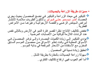 •
:‫بالبصيالت‬ ‫الزراعة‬ ‫طريقة‬ ‫مميزات‬

‫يجري‬ ‫ث‬‫بحي‬ ‫ول‬‫المحص‬ ‫ج‬‫نض‬ ‫ي‬‫ف‬ ‫ر‬‫والتبكي‬ ‫ة‬‫الزراع‬ ‫ميعاد‬ ‫ي‬‫ف‬ ‫ر‬‫التبكي‬
‫اد‬ ‫الحص‬
‫براير‬ ‫ف‬ ‫ى‬ ‫حت‬ ‫مبر‬ ‫ديس‬ ‫ر‬ ‫أخ‬
‫ألنتشار‬ ‫ة‬ ‫مالئم‬ ‫الظروف‬ ‫والتكون‬
‫وغير‬ ‫ة‬ ‫األرجوأني‬ ‫ة‬ ‫واللفح‬ ‫بي‬ ‫الزغ‬ ‫بياض‬ ‫ال‬ ‫أمراض‬
‫ه‬
‫األمراض‬ ‫ن‬ ‫م‬ ‫ا‬
. ‫الفطرية‬

‫نقص‬ ‫وبالتإلى‬ ‫األرض‬ ‫في‬ ‫النمو‬ ‫فترة‬ ‫لقصر‬ ‫نظرا‬ :‫اإلنتاج‬ ‫تكاليف‬ ‫خفض‬
. ‫المرضية‬ ‫االصابات‬ ‫من‬ ‫للوقاية‬ ‫الالزمة‬ ‫الرشات‬ ‫عدد‬

‫ي‬ ‫ف‬ ‫ول‬ ‫المحص‬ ‫ر‬ ‫توف‬ ‫ى‬ ‫وإل‬ ‫درة‬ ‫المص‬ ‫الكميات‬ ‫زيادة‬ ‫ى‬ ‫إل‬ ‫ر‬ ‫التبكي‬ ‫يؤدي‬
‫ابق‬ ‫الس‬ ‫م‬ ‫الموس‬ ‫ول‬ ‫محص‬ ‫ن‬ ‫م‬ ‫واق‬ ‫األس‬ ‫و‬ ‫تخل‬ ‫ت‬‫وق‬ ‫ي‬ ‫ف‬ ‫ة‬ ‫المحلي‬ ‫واق‬ ‫األس‬
. ‫الموسم‬ ‫بداية‬ ‫في‬ ‫المرتفعة‬ ‫األسعار‬ ‫من‬ ‫األستفادة‬ ‫مع‬ ‫المخزن‬

. ‫المحصول‬ ‫في‬ ‫نسبية‬ ‫زيادة‬ ‫تحقيق‬

. ‫الشتل‬ ‫بطريقة‬ ‫بالمقارنة‬ ‫البصيالت‬ ‫زراعة‬ ‫سهولة‬

‫أ‬
. ‫التقاوي‬ ‫تكاليف‬ ‫ارتفاع‬ ‫فهي‬ ‫العيوب‬ ‫أهم‬ ‫ما‬
 