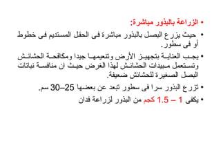 •
:‫مباشرة‬ ‫بالبذور‬ ‫الزراعة‬
•
‫خطوط‬ ‫ى‬‫ف‬ ‫تديم‬‫المس‬ ‫الحقل‬ ‫فى‬ ‫مباشرة‬ ‫بالبذور‬ ‫ل‬‫البص‬ ‫يزرع‬ ‫ث‬‫حي‬
‫سطور‬ ‫فى‬ ‫أو‬
.
•
‫ش‬ ‫الحشائ‬ ‫ة‬ ‫ومكافح‬ ‫جيدا‬ ‫ا‬ ‫وتنعيمه‬ ‫األرض‬ ‫ز‬ ‫بتجهي‬ ‫ة‬ ‫العناي‬ ‫ب‬ ‫يج‬
‫نباتات‬ ‫ة‬ ‫منافس‬ ‫ان‬ ‫ث‬ ‫حي‬ ‫الغرض‬ ‫لهذا‬ ‫ش‬ ‫الحشائ‬ ‫بيدات‬ ‫م‬ ‫تعمل‬ ‫وتس‬
.‫ضعيفة‬ ‫للحشائش‬ ‫الصغيرة‬ ‫البصل‬
•
‫بعضها‬ ‫عن‬ ‫تبعد‬ ‫سطور‬ ‫فى‬ ‫سرا‬ ‫البذور‬ ‫تزرع‬
25
–
30
‫سم‬
.
•
‫يكفى‬
1
–
1.5
‫كجم‬
‫فدان‬ ‫لزراعة‬ ‫البذور‬ ‫من‬
 
