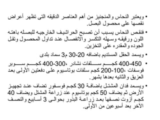 •
‫من‬ ‫والمنجنيز‬ ‫النحاس‬ ‫ويعتبر‬
‫أهم‬
‫تظهر‬ ‫التى‬ ‫الدقيقه‬ ‫العناصر‬
‫أ‬
‫عراض‬
‫البصل‬ ‫محصول‬ ‫على‬ ‫نقصها‬
.
•
‫ه‬ ‫باهت‬ ‫له‬ ‫للبص‬ ‫ه‬ ‫الخارجي‬ ‫ف‬ ‫الحراشي‬ ‫بح‬ ‫تص‬ ‫ن‬ ‫أ‬ ‫بب‬ ‫يس‬ ‫النحاس‬ ‫ص‬ ‫فنق‬
‫اللون‬
‫ل‬ ‫وتق‬ ‫ول‬ ‫المحص‬ ‫تداول‬ ‫د‬ ‫عن‬ ‫ال‬ ‫واالنفص‬ ‫ر‬ ‫التكس‬ ‫هله‬ ‫وس‬ ‫ه‬ ‫ورقيق‬
.‫التخزين‬ ‫على‬ ‫والمقدره‬ ‫الجوده‬
•
‫باضافه‬ ‫المستديم‬ ‫الحقل‬ ‫ويسمد‬
20
-
30
‫م‬
3
‫بلدى‬ ‫سماد‬
•
400-450
، ‫نشادر‬ ‫لفات‬ ‫س‬ ‫م‬ ‫كج‬
300
-
400
‫وبر‬ ‫س‬ ‫م‬ ‫كج‬
، ‫فات‬‫فوس‬
100
-
200
‫د‬‫بع‬ ‫ى‬‫األول‬ ‫ن‬‫دفعتي‬ ‫ى‬‫عل‬ ‫يوم‬‫بوتاس‬ ‫لفات‬‫س‬ ‫م‬‫كج‬
.‫بشهر‬ ‫بعدها‬ ‫والثانيه‬ ‫العزيق‬
•
‫ة‬ ‫باضاف‬ ‫ل‬ ‫المشت‬ ‫فدان‬ ‫مد‬ ‫ويس‬
30
‫ز‬ ‫تجهي‬ ‫د‬ ‫عن‬ ‫تضاف‬ ‫فور‬ ‫فوس‬ ‫م‬ ‫كج‬
‫يضاف‬ ‫ثم‬ ‫األرض‬
50
‫ويضاف‬ ‫المشتل‬ ‫زراعة‬ ‫عند‬ ‫بوتاسيوم‬ ‫كجم‬
40
‫ى‬ ‫بحوال‬ ‫البذور‬ ‫ة‬ ‫زراع‬ ‫د‬ ‫بع‬ ‫فها‬ ‫نص‬ ‫آزوت‬ ‫م‬ ‫كج‬
3
‫ف‬ ‫والنص‬ ‫ابيع‬ ‫أس‬
.‫األولى‬ ‫من‬ ‫أسبوعين‬ ‫بعد‬ ‫اآلخر‬
 