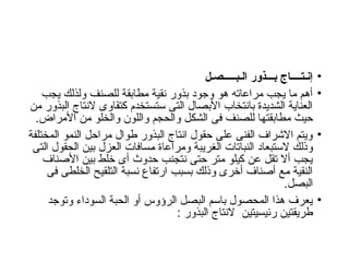 •
‫الـبـــــصـل‬ ‫بـــذور‬ ‫إنـتــــاج‬
•
‫يجب‬ ‫ولذلك‬ ‫للصنف‬ ‫مطابقة‬ ‫نقية‬ ‫بذور‬ ‫وجود‬ ‫هو‬ ‫مراعاته‬ ‫يجب‬ ‫ما‬ ‫أهم‬
‫من‬ ‫البذور‬ ‫النتاج‬ ‫كتقاوى‬ ‫ستستخدم‬ ‫التى‬ ‫األبصال‬ ‫بانتخاب‬ ‫الشديدة‬ ‫العناية‬
.‫األمراض‬ ‫من‬ ‫والخلو‬ ‫واللون‬ ‫والحجم‬ ‫الشكل‬ ‫فى‬ ‫للصنف‬ ‫مطابقتها‬ ‫حيث‬
•
‫المختلفة‬ ‫النمو‬ ‫مراحل‬ ‫طوال‬ ‫البذور‬ ‫انتاج‬ ‫حقول‬ ‫على‬ ‫الفنى‬ ‫االشراف‬ ‫ويتم‬
‫التى‬ ‫الحقول‬ ‫بين‬ ‫العزل‬ ‫مسافات‬ ‫ومراعاة‬ ‫الغريبة‬ ‫النباتات‬ ‫الستبعاد‬ ‫وذلك‬
‫األصناف‬ ‫بين‬ ‫خلط‬ ‫أى‬ ‫حدوث‬ ‫نتجنب‬ ‫حتى‬ ‫متر‬ ‫كيلو‬ ‫عن‬ ‫تقل‬ ‫أال‬ ‫يجب‬
‫فى‬ ‫الخلطى‬ ‫التلقيح‬ ‫نسبة‬ ‫ارتفاع‬ ‫بسبب‬ ‫وذلك‬ ‫أخرى‬ ‫أصناف‬ ‫مع‬ ‫النقية‬
.‫البصل‬
•
‫وتوجد‬ ‫السوداء‬ ‫الحبة‬ ‫أو‬ ‫الرؤوس‬ ‫البصل‬ ‫باسم‬ ‫المحصول‬ ‫هذا‬ ‫يعرف‬
: ‫البذور‬ ‫النتاج‬ ‫رئيسيتين‬ ‫طريقتين‬
 