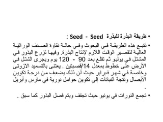 •
‫للبذرة‬ ‫البذرة‬ ‫طريقة‬
Seed - Seed
:
•
‫ة‬ ‫الوراثي‬ ‫نف‬ ‫الص‬ ‫نقاوة‬ ‫ة‬ ‫حال‬ ‫ي‬ ‫وف‬ ‫البحوث‬ ‫ي‬ ‫ف‬ ‫ة‬ ‫الطريق‬ ‫هذه‬ ‫ع‬ ‫تتب‬
‫ي‬ ‫ف‬ ‫البذور‬ ‫تزرع‬ ‫ا‬ ‫وفيه‬ .‫البذرة‬ ‫إلنتاج‬ ‫الالزم‬ ‫ت‬ ‫الوق‬ ‫ير‬ ‫لتقص‬ ‫ة‬ ‫العالي‬
‫د‬‫بع‬ ‫ع‬‫تقل‬ ‫م‬‫ث‬ ‫و‬‫يولي‬ ‫ي‬‫ف‬ ‫ل‬‫المشت‬
90
-
120
‫ي‬‫ف‬ ‫ل‬‫الشت‬ ‫ويجرى‬ ‫يوم‬
‫بمعدل‬ ‫خطوط‬ ‫على‬ ‫األرض‬
14
‫االزوتى‬ ‫بالتسميد‬ ‫يعتنى‬ . ‫قصبتين‬/
‫ن‬‫تكوي‬ ‫ة‬‫درج‬ ‫ن‬‫م‬ ‫ف‬‫يضع‬ ‫ك‬‫ذل‬ ‫ن‬‫أ‬ ‫ث‬‫حي‬ ‫براير‬‫ف‬ ‫ر‬‫شه‬ ‫ي‬‫ف‬ ‫ة‬‫وخاص‬
‫وأبريل‬ ‫مارس‬ ‫في‬ ‫نورية‬ ‫حوامل‬ ‫تكوين‬ ‫إلى‬ ‫النباتات‬ ‫وتتجة‬ ‫األبصال‬
.
•
. ‫سبق‬ ‫كما‬ ‫البذور‬ ‫فصل‬ ‫ويتم‬ ‫تجفف‬ ‫حيث‬ ‫يونيو‬ ‫في‬ ‫النورات‬ ‫تجمع‬
 