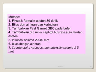 09/14/11 Metode: 1. Fiksasi: formalin aseton 30 detik 2. Bilas dgn air kran dan keringkan 3. Tambahkan Fast Garnet GBC pada bufer 4. Tambahkan 0,5 ml  α - naphtol butyrate atau larutan aseton 5. Inkubasi selama 20-40 mnt 6. Bilas dengan air kran. 7 . Counterstain: Aqueous haematoksilin selama 1-5 mnt 
