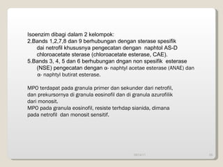 09/14/11 Isoenzim dibagi dalam 2 kelompok: Bands 1,2,7,8 dan 9 berhubungan dengan sterase spesifik dai netrofil khususnya pengecatan dengan  naphtol AS-D chloroacetate sterase (chloroacetate esterase, CAE). Bands 3, 4, 5 dan 6 berhubungan dngan non spesifik  esterase (NSE) pengecatan dengan  α - naphtyl acetae esterase (ANAE) dan α - naphtyl butirat esterase. MPO terdapat pada granula primer dan sekunder dari netrofil, dan prekursornya di granula eosinofil dan di granula azurofilik dari monosit. MPO pada granula eosinofil, resiste terhdap sianida, dimana  pada netrofil  dan monosit sensitif. 