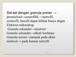 09/14/11 Sel-sel dengan granula primer  -> promielosit->azurofilik ->netrofil, eosinofil, basofil dapat dilihat hanya degan Elektron mikroskop. Granula sekunder->mielosit Granula sekunder->alkali fosfatase Granula tersier->tampak pada akhir mielosit-> pada human netrofil 