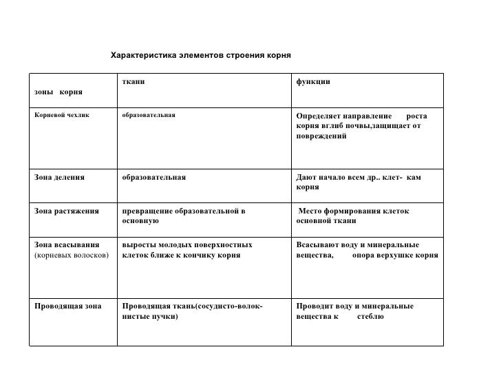 таблица по биологии 6 класс зоны корня. внутреннее строение корня 6 класс таблица биология. таблица зона корня особенности строения функции. строение корня 6 класс биология таблица. зона корня особенности строения значение таблица.
