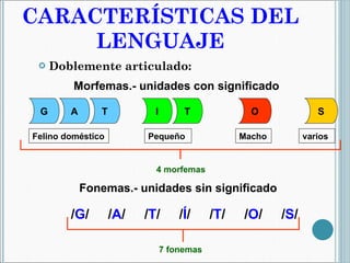 CARACTERÍSTICAS DEL LENGUAJE Doblemente articulado: Morfemas.- unidades con significado Fonemas.- unidades sin significado A S O T I T G Felino doméstico  Pequeño  Macho  varios / G /  / A /  / T /  / Í /  / T /  / O /  / S / 7 fonemas 4 morfemas 