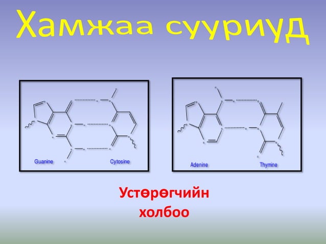 10 нуклейн хүчил
