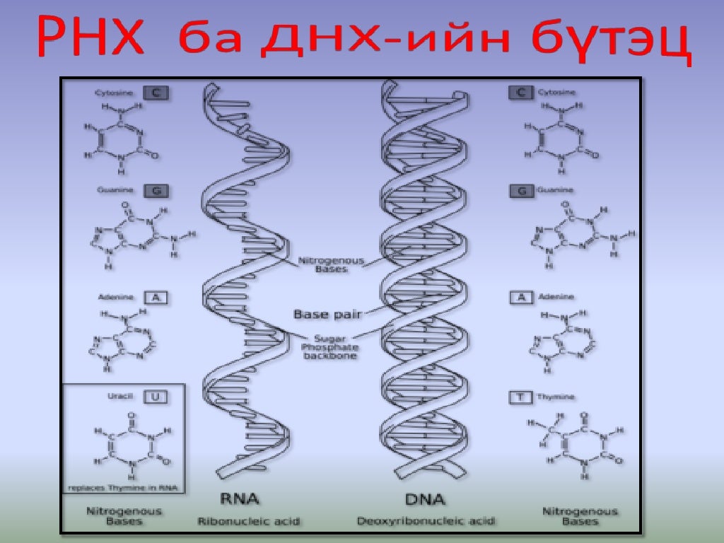 10 нуклейн хүчил