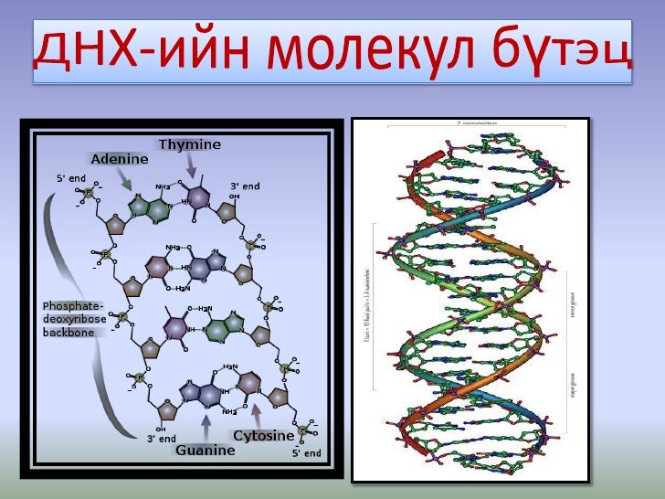 10 нуклейн хүчил