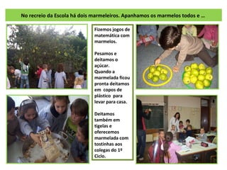 No recreio da Escola há dois marmeleiros. Apanhamos os marmelos todos e …  Fizemos jogos de matemática com marmelos. Pesamos e deitamos o açúcar. Quando a marmelada ficou pronta deitamos em  copos de plástico  para levar para casa. Deitamos também em tigelas e  oferecemos marmelada com tostinhas aos colegas do 1º Ciclo. 