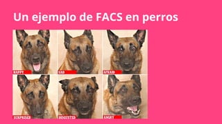Un ejemplo de FACS en perros
 
