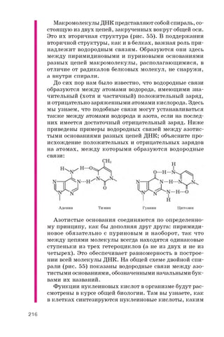 Макромолекулы ДНК представляют собой спираль, со­
стоящую из двух цепей, закрученных вокруг общей оси.
Это их вторичная структура (рис. 55). В поддержании
вторичной структуры, как и в белках, важная роль при­
надлежит водородным связям. Образуются они здесь
между пиримидиновыми и пуриновыми основаниями
разных цепей макромолекулы, располагающимися, в
отличие от радикалов белковых молекул, не снаружи,
а внутри спирали.
До сих пор нам было известно, что водородные связи
образуются между атомами водорода, имеющими зна­
чительный (хотя и частичный) положительный заряд,
и отрицательно заряженными атомами кислорода. Здесь
мы узнаем, что подобные связи могут устанавливаться
также между атомами водорода и азота, если на послед­
них имеется достаточный отрицательный заряд. Ниже
приведены примеры водородных связей между азотис­
тыми основаниями разных цепей ДНК; объясните про­
исхождение положительных и отрицательных зарядов
на атомах, между которыми образуются водородные
связи:
Азотистые основания соединяются по определенно­
му принципу, как бы дополняя друг друга: пиримиди­
новое обязательно с пуриновым и наоборот, так что
между цепями молекулы всегда находятся одинаковые
ступеньки из трех гетероциклов (а не из двух и не из
четырех). Это обеспечивает равномерность в построе­
нии всей молекулы ДНК. На общей схеме двойной спи­
рали (рис. 55) показаны водородные связи между азо­
тистыми основаниями, обозначенными начальными бук­
вами их названий.
Функции нуклеиновых кислот в организме будут рас­
смотрены в курсе общей биологии. Там вы узнаете, как
в клетках синтезируются нуклеиновые кислоты, каким
Аденин Тимин Гуанин Цитозин
216
 