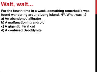 Wait, wait...
For the fourth time in a week, something remarkable was
found wandering around Long Island, NY. What was it?
a) An abandoned alligator
b) A malfunctioning android
c) A gigantic, feral cat
            `

d) A confused Brooklynite
 