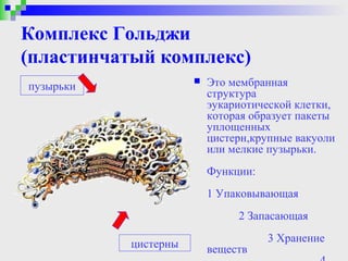 Комплекс Гольджи
(пластинчатый комплекс)
пузырьки
                         Это мембранная
                          структура
                          эукариотической клетки,
                          которая образует пакеты
                          уплощенных
                          цистерн,крупные вакуоли
                          или мелкие пузырьки.
                          Функции:
                          1 Упаковывающая
                               2 Запасающая
                                     3 Хранение
           цистерны       веществ
 