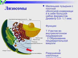    Маленькие пузырьки с
Лизосомы       плотной
               оболочкой,содержащи
               й в себе большой
               набор ферментов.
               Диаметр 0,5- 1,1 мкм.

               Функции:
               1 Участие во
               внутриклеточном
               пищеварении
                2 Образование
               пищеварительной
               вакуоли

                         3
               Разрушение
               клеточных
 