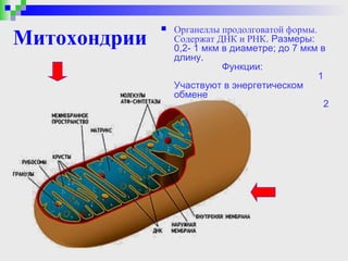    Органеллы продолговатой формы.
Митохондрии       Содержат ДНК и РНК. Размеры:
                  0,2- 1 мкм в диаметре; до 7 мкм в
                  длину.
                             Функции:
                                                 1
                  Участвуют в энергетическом
                  обмене
                                                   2
                  Синтез АТФ
 