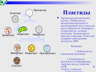 Пластиды
   Органоиды растительных
    клеток. Лейкопласты-
    бесцветные,находятся в
    неосвещенной части листа,на
    свету образуется хлорофилл.
    Хлоропласты- зеленые
    пластиды. Хромопласты-
    цветные пластиды. Пластиды
    содержат собственные
    молекулы ДНК.
            Функции:
               1 Лейкопласты-
    накопление крахмала
         2 Хлоропласты-
    фотосинтез а) Превращает
    энергию света в энергию
    АТФ                      б)
    Синтез углеводов
 