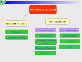 ОРГАНОИДЫ КЛЕТКИ




                                 МЕМБРАННЫЕ
НЕМЕМБРАННЫЕ

                       Одномембранные      Двумембранные
   Рибосомы
                        Плазмолемма         Митохондрии
 Клеточный центр
                      Эндоплазматическая      Пластиды
                             сеть
                                               Ядро
                      Комплекс Гольджи

                          Лизосомы
 