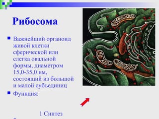 Рибосома
   Важнейший органоид
    живой клетки
    сферической или
    слегка овальной
    формы, диаметром
    15,0-35,0 нм,
    состоящий из большой
    и малой субъединиц
   Функция:


            1 Синтез
 