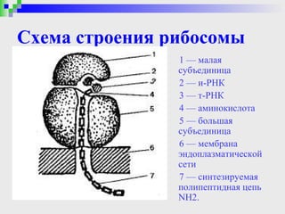 Схема строения рибосомы
                1 — малая
                субъединица
                2 — и-РНК
                3 — т-РНК
                4 — аминокислота
                5 — большая
                субъединица
                6 — мембрана
                эндоплазматической
                сети
                7 — синтезируемая
                полипептидная цепь
                NH2.
 