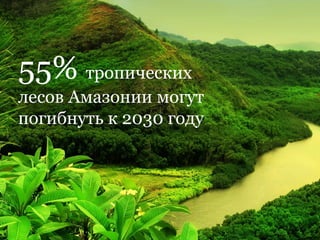 55%  тропических лесов Амазонии могут погибнуть к 2030 году 