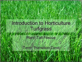 Introduction to Horticulture Turfgrass Plant: Tall Fescue Term: Transition Zone 