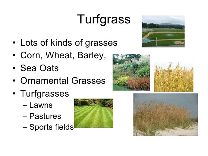 Turf Transition Zone