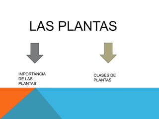 LAS PLANTAS
IMPORTANCIA
DE LAS
PLANTAS
CLASES DE
PLANTAS
 