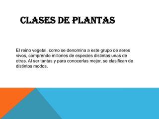 CLASES DE PLANTAS
El reino vegetal, como se denomina a este grupo de seres
vivos, comprende millones de especies distintas unas de
otras. Al ser tantas y para conocerlas mejor, se clasifican de
distintos modos.
 