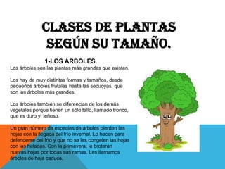 Clases de plantas
según su tamaño.
1-LOS ÁRBOLES.
Los árboles son las plantas más grandes que existen.
Los hay de muy distintas formas y tamaños, desde
pequeños árboles frutales hasta las secuoyas, que
son los árboles más grandes.
Los árboles también se diferencian de los demás
vegetales porque tienen un sólo tallo, llamado tronco,
que es duro y leñoso.
Un gran número de especies de árboles pierden las
hojas con la llegada del frío invernal. Lo hacen para
defenderse del frío y que no se les congelen las hojas
con las heladas. Con la primavera, le brotarán
nuevas hojas por todas sus ramas. Les llamamos
árboles de hoja caduca.
 