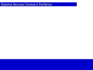 Sistema Nervoso Central e PeriféricoSistema Nervoso Central e Periférico
 