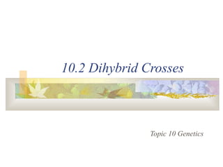 10.2 Dihybrid Crosses
Topic 10 Genetics
 