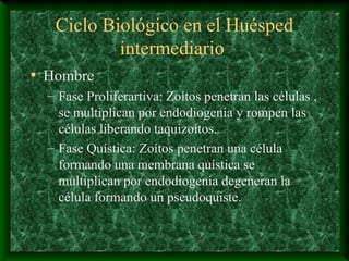 Ciclo Biológico en el Huésped
intermediario
• Hombre
– Fase Proliferartiva: Zoítos penetran las células ,
se multiplican por endodiogenia y rompen las
células liberando taquizoítos.
– Fase Quística: Zoítos penetran una célula
formando una membrana quística se
multiplican por endodiogenia degeneran la
célula formando un pseudoquiste.
 
