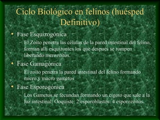 Ciclo Biológico en felinos (huésped
Definitivo)
• Fase Esquizogónica
– El Zoíto penetra las células de la pared intestinal del felino,
forman allí esquizontes los que después se rompen
liberando merozoítos.
• Fase Gamagónica
– El zoíto penetra la pared intestinal del felino formando
micro y macro gametos
• Fase Esporogónica
– Los Gametos se fecundan formando un cigoto que sale a la
luz intestinal: Ooquiste: 2 esporoblastos: 4 esporozoítos.
 