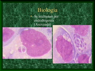 Biología
• Se multiplan por
endodiogenia
(Asexuada)
 