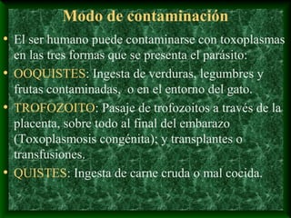 Modo de contaminación
• El ser humano puede contaminarse con toxoplasmas
en las tres formas que se presenta el parásito:
• OOQUISTES: Ingesta de verduras, legumbres y
frutas contaminadas, o en el entorno del gato.
• TROFOZOITO: Pasaje de trofozoitos a través de la
placenta, sobre todo al final del embarazo
(Toxoplasmosis congénita); y transplantes o
transfusiones.
• QUISTES: Ingesta de carne cruda o mal cocida.
 