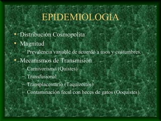 EPIDEMIOLOGIA
• Distribución Cosmopolita
• Magnitud
– Prevalencia variable de acuerdo a usos y costumbres.
• Mecanismos de Transmisión
– Carnivorismo (Quistes)
– Transfusional
– Transplacentario (Taquizoítos)
– Contaminación fecal con heces de gatos (Ooquistes).
 