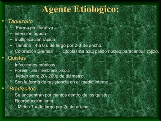 Agente Etiologico:
• Taquizoíto
– Forma proliferativa
– infección aguda
– multiplicación rápida.
– Tamaño 4 a 6 u de largo por 2-3 de ancho.
– Coloración Giemsa citoplasma azul pálido núcleo paracentral rojizo.
• Quistes
– Infecciones crónicas
– Poseen una membrana propia
– Miden entre 20- 200u de diámetro.
– Son la forma de resistencia en el medio interno.
• Bradizoitos
– Se encuentran por cientos dentro de los quistes
– Reproducción lenta
– Miden 7 u de largo por 2u de ancho.
 