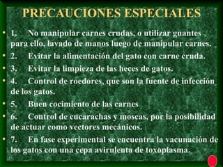 PRECAUCIONES ESPECIALES
• 1. No manipular carnes crudas, o utilizar guantes
para ello, lavado de manos luego de manipular carnes.
• 2. Evitar la alimentación del gato con carne cruda.
• 3. Evitar la limpieza de las heces de gatos.
• 4. Control de roedores, que son la fuente de infección
de los gatos.
• 5. Buen cocimiento de las carnes
• 6. Control de cucarachas y moscas, por la posibilidad
de actuar como vectores mecánicos.
• 7. En fase experimental se encuentra la vacunación de
los gatos con una cepa avirulenta de toxoplasma.
 