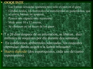 • OOQUISTE
– Las formas sexuadas (gametocitos) solo existen en el gato,
– Células ileales, los trofozoitos se transforman en gametocitos, que
al unirse forman un ooquiste,
– Poseen una cápsula muy resistente,
– Mide entre 10 a 12 micras,
– Se eliminan en las heces de los gatos .
• 7 a 20 días después de su infestación, se liberan diez
millones de ooquistes por día durante dos semanas;
• En condiciones ambientales adecuadas los ooquistes
esporulan dando origen a la forma infestante:
• Huevo diploide (dos esporoquistes, cada uno de cuatro
esporozoitos).
 