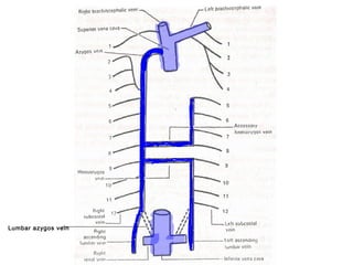 Lumbar azygos vein
 