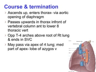 Course & termination
Ascends up, enters thorax- via aortic
opening of diaphragm
Passes upwards in thorax infront of
vertebral column ant to lower 8
thoracic vert
Opp T-4 arches above root of Rt lung
& ends in SVC
May pass via apex of rt lung; med
part of apex- lobe of azygos v
 