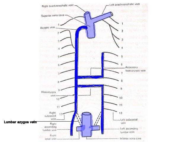 lumbar vein 5 lumbar azygos
