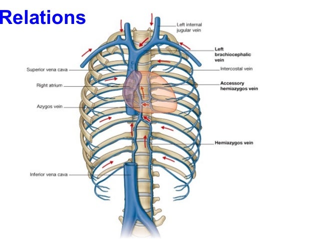 channel lobe system system azygos